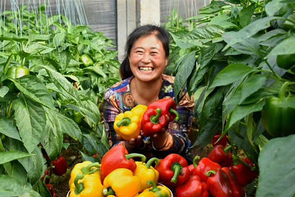菜椒