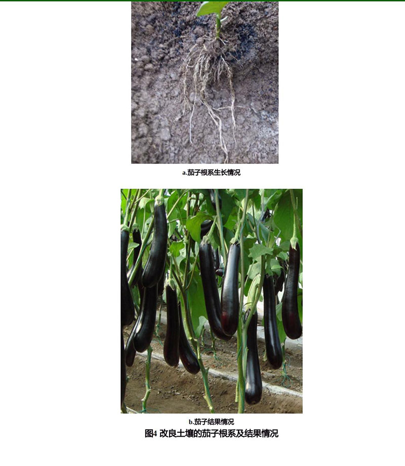 土壤中的生命元素和人类健康