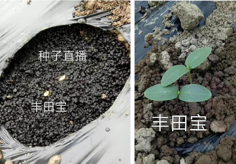 可以替代化肥的生物有机肥“丰田宝”