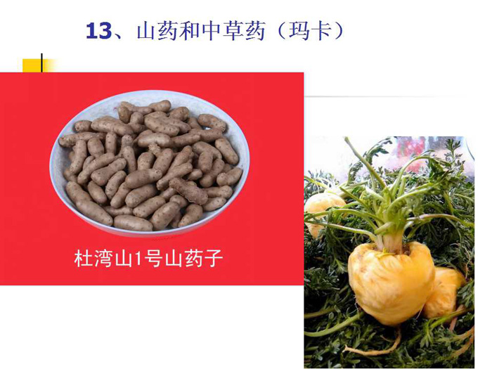 蔬菜连作土壤的生态改良